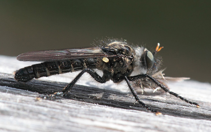 Asilidae da id